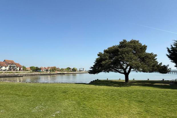 Iconic tree to be felled as council announces commemoration