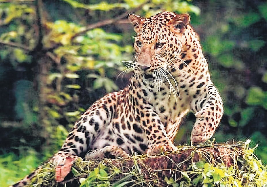 Leopard fatally hit by vehicle on Kovai-Salem national highway