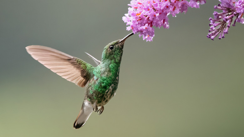 The shrub with pretty pink flowers all season long that hummingbirds ...