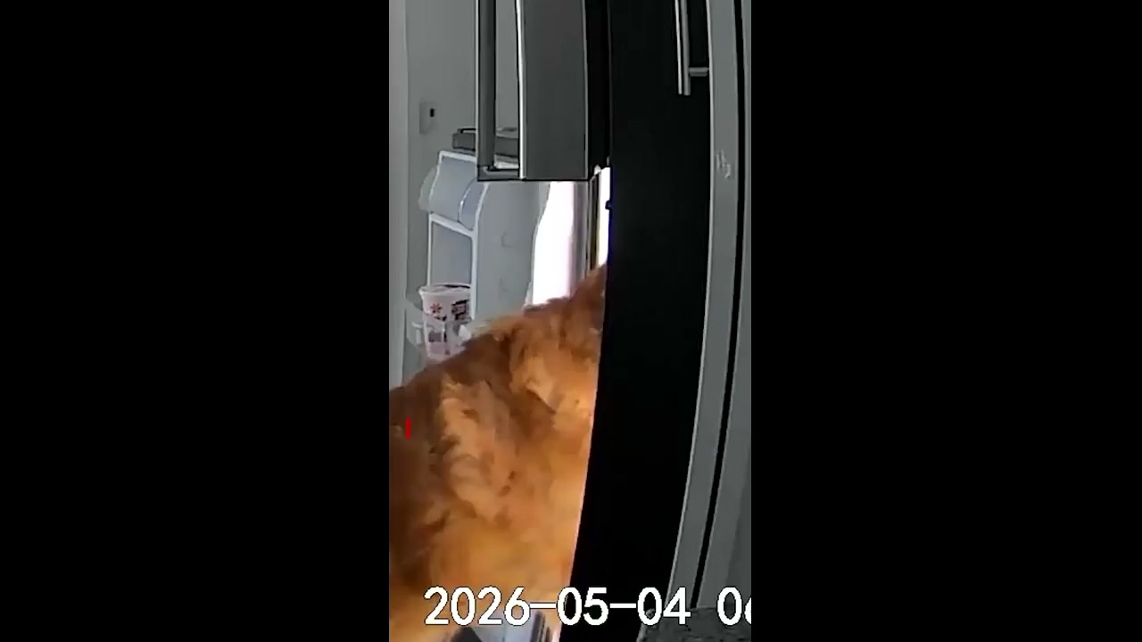 Watch sly golden retriever raid fridge on camera