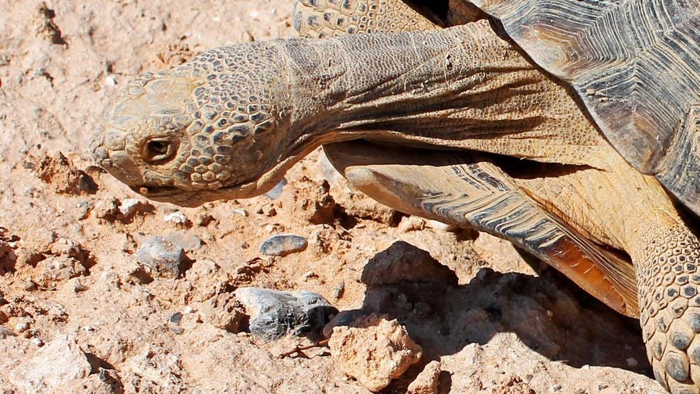 Mojave Max emerges on Mother’s Day, setting record for latest appearance