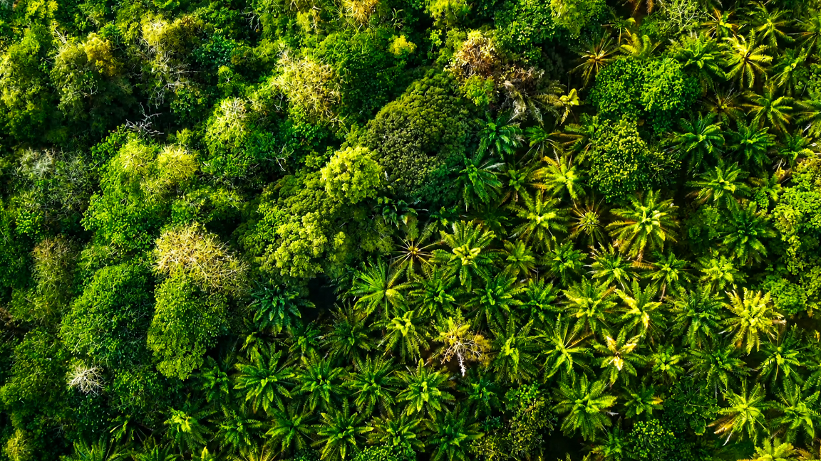 Hidden patterns inside the tropical forest