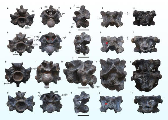 inside-a-mine-in-india-scientists-unearth-15-meter-long-snake-fossil
