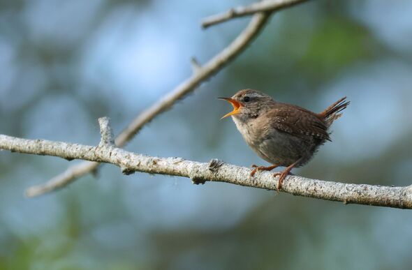 Wrens will flock to your garden with easy change to plants that takes ...
