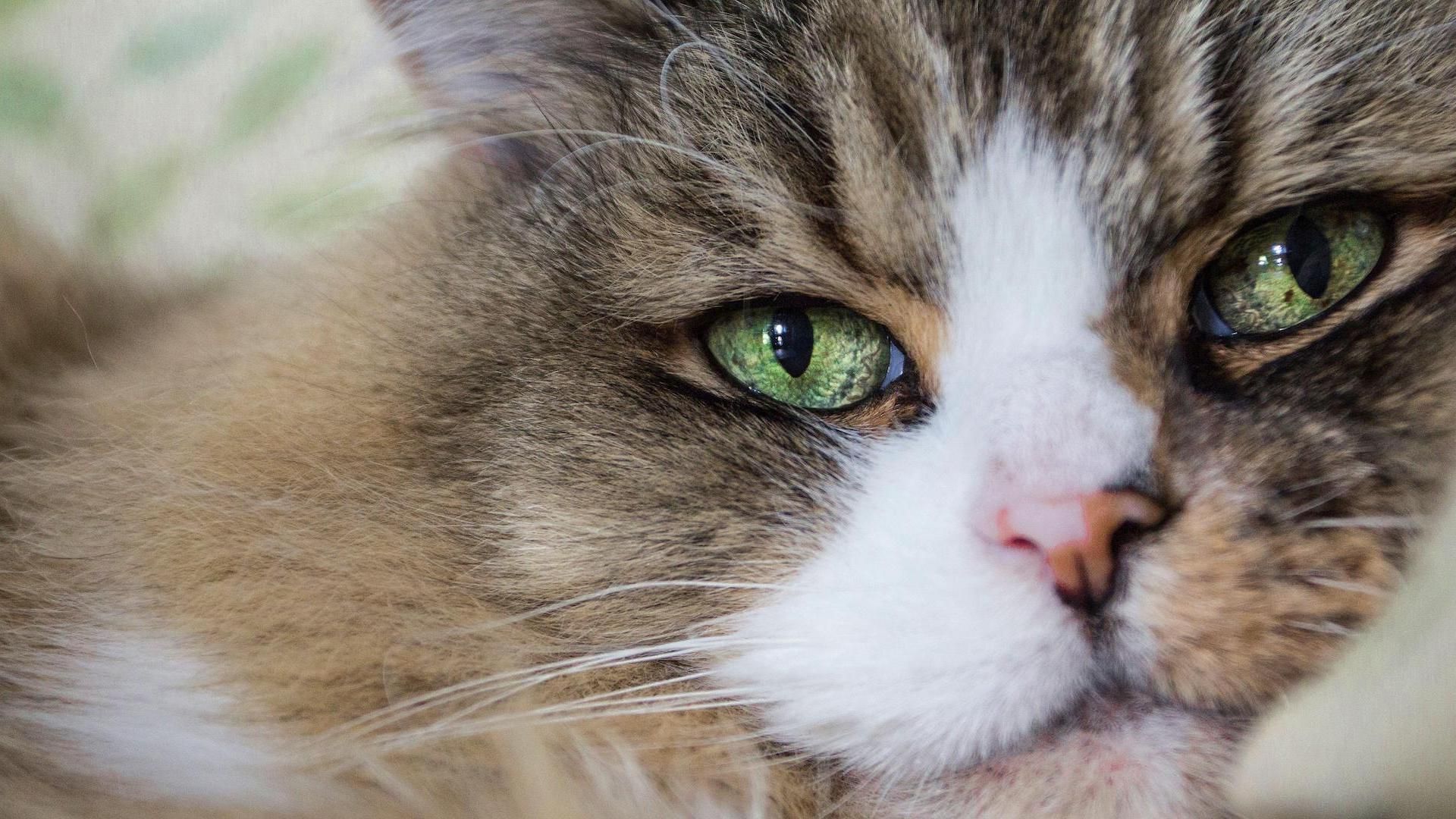 Facts about ragamuffin cats