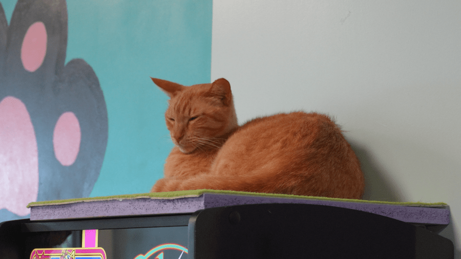Image showcasing Central Purr cat cafe is open for business