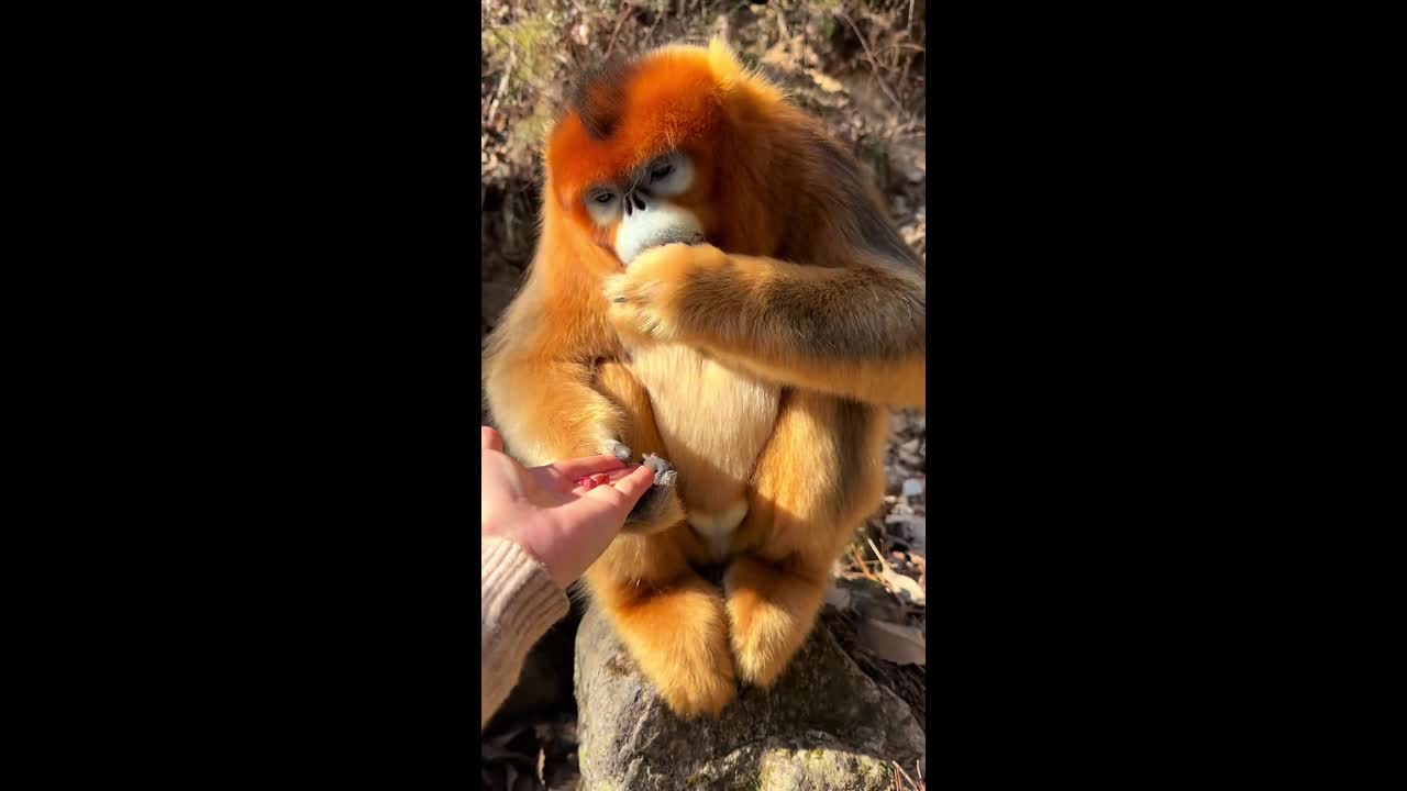 Golden snub-nosed monkey enjoys treats and scratches in Shaanxi, China