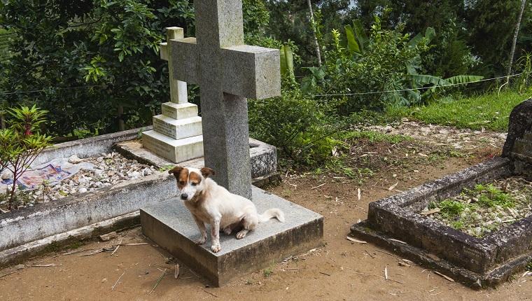 Ogni giorno torna sulla tomba della sua padrona: il cane continua ad ...