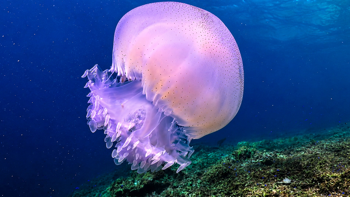 Glowing jellyfish drifting through the deep blue sea