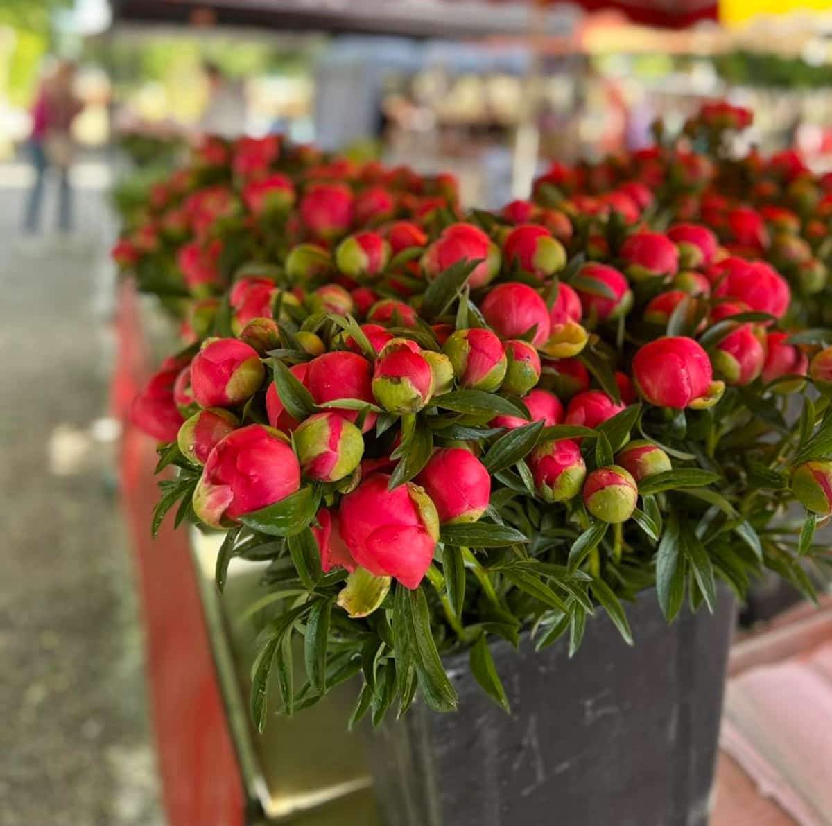 La 9e fête de la pivoine à Évenos confirme son succès avec une édition ...