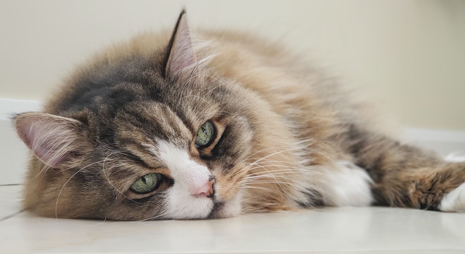 Facts about ragamuffin cats