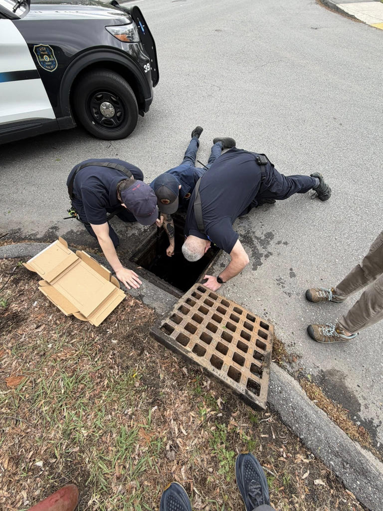 First responders make 'duck-tastic' rescue, saving baby ducklings from ...