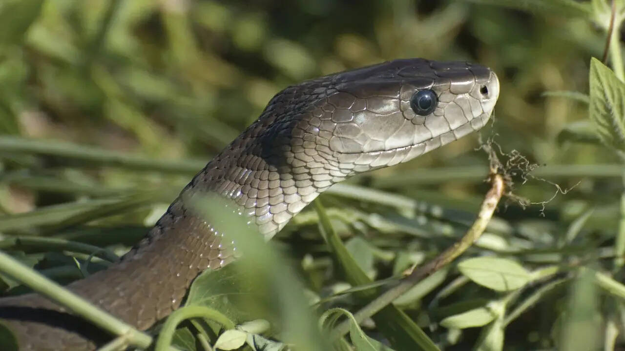 5 most venomous snakes in Australia commonly found near homes and gardens