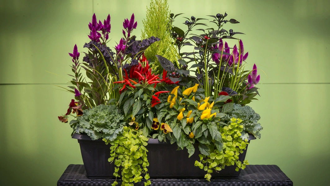 Small garden ideas that feel big and beautiful