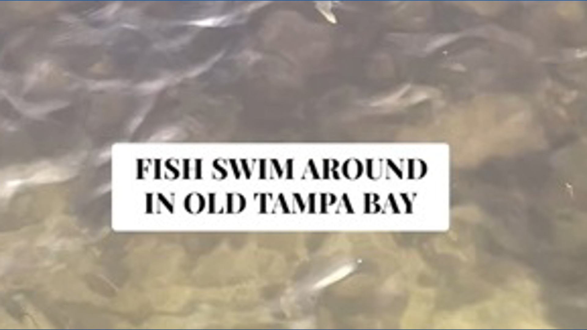 Fish swimming around