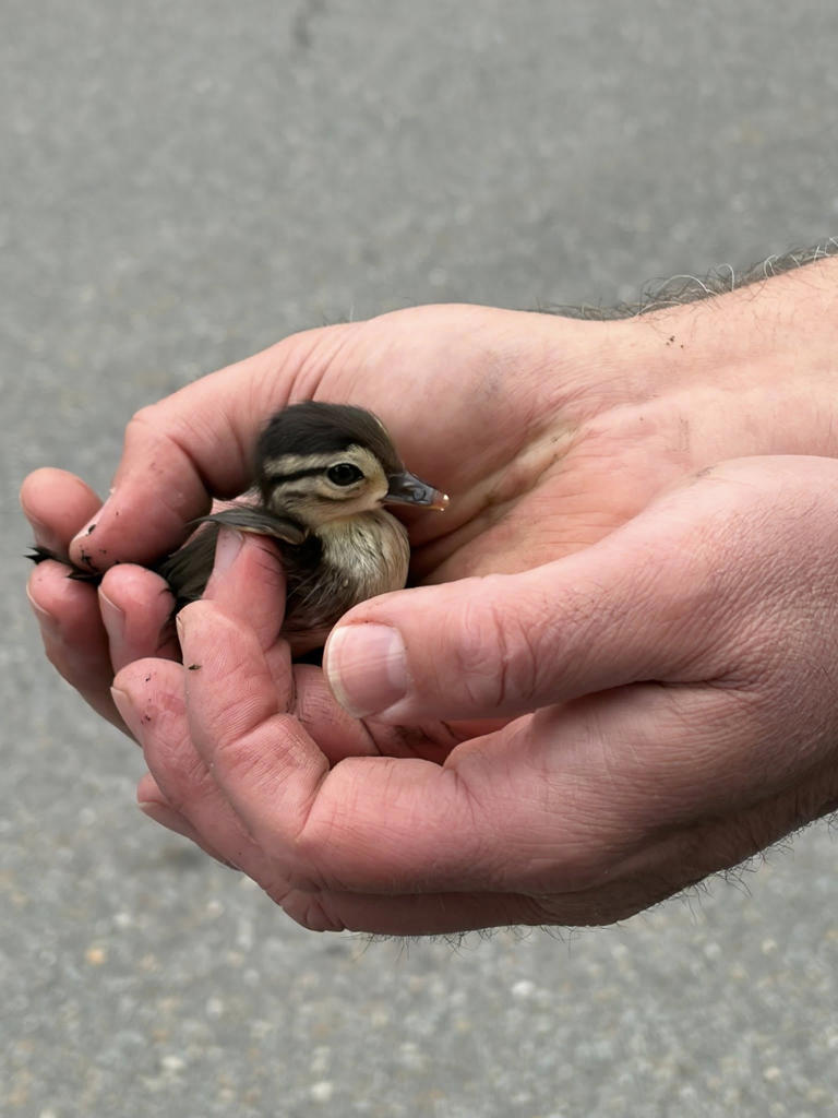 First responders make 'duck-tastic' rescue, saving baby ducklings from ...