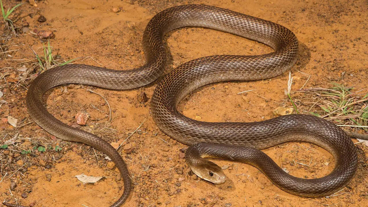 5 most venomous snakes in Australia commonly found near homes and gardens