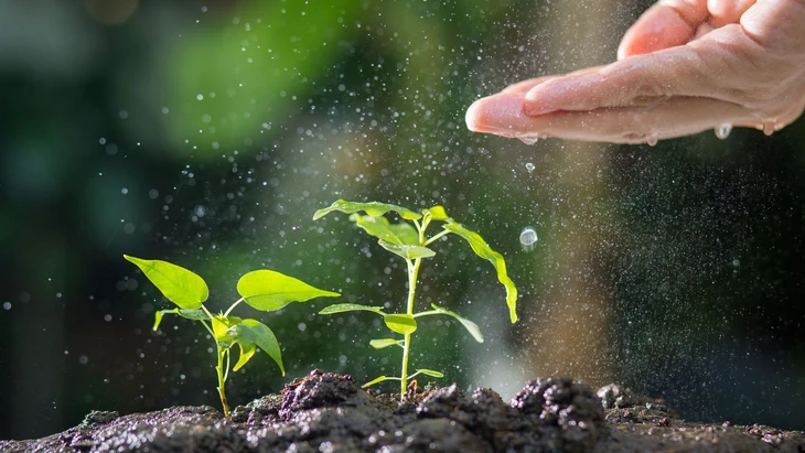 Thực vật toàn cầu đối mặt nguy cơ tuyệt chủng hàng loạt