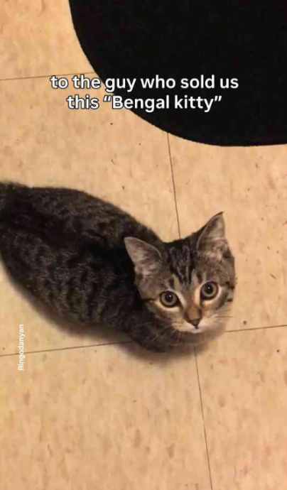 Image showcasing My Bengal cat might be missing a few inches