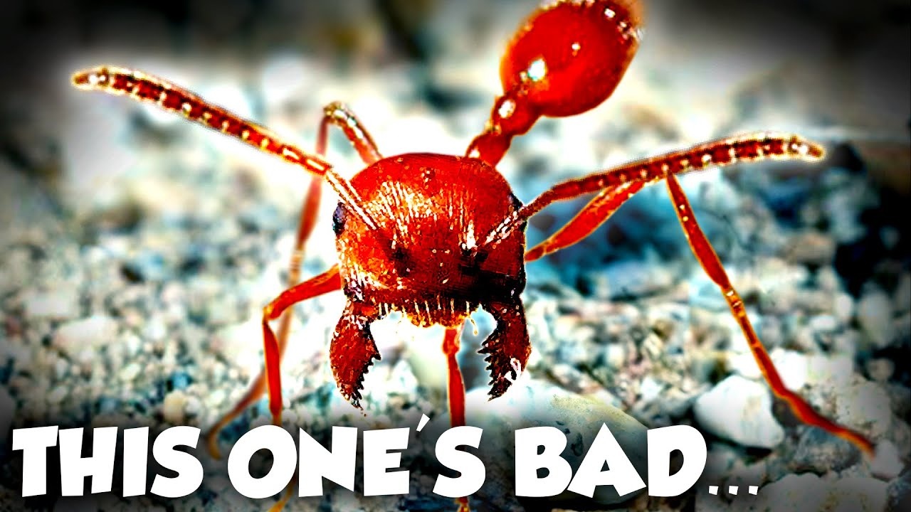 What makes this tiny insect the biggest concern on Earth?