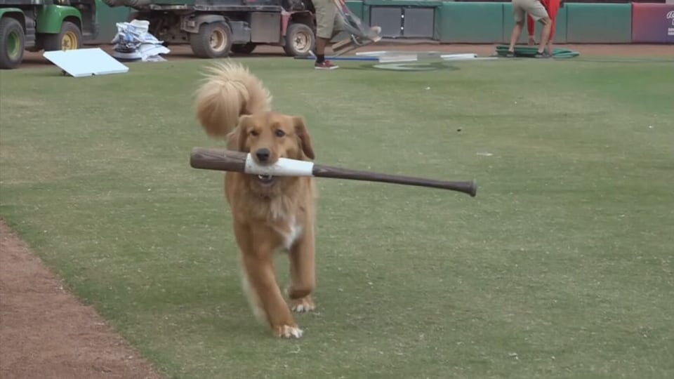 'Bat dog' steals hearts of baseball fans