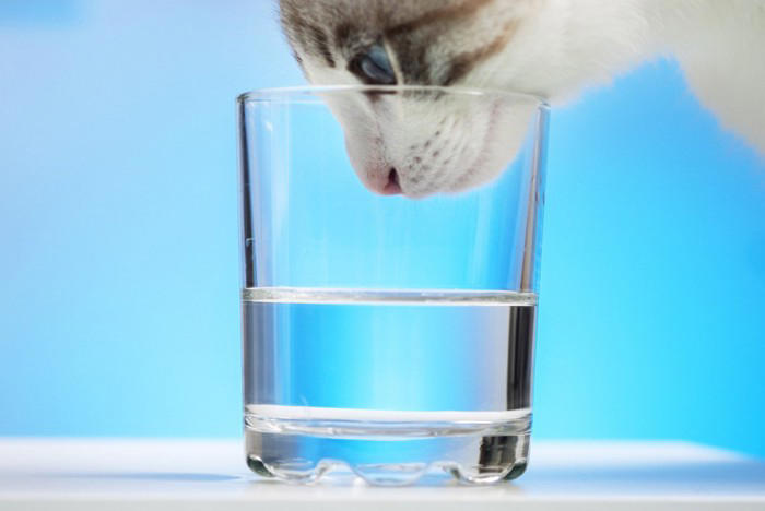 猫の健康寿命は「水」で決まる！疾患予防のための飲水管理の工夫【獣医師執筆】