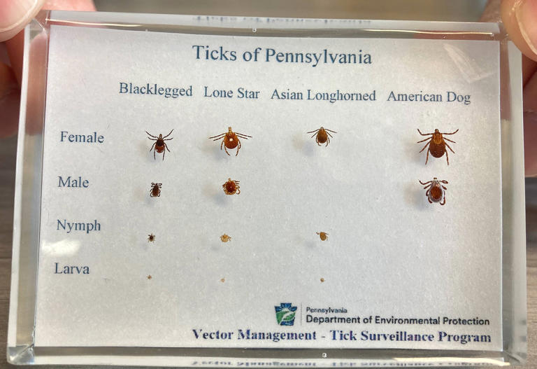 Early start to Erie's tick season spurs questions about Lyme disease