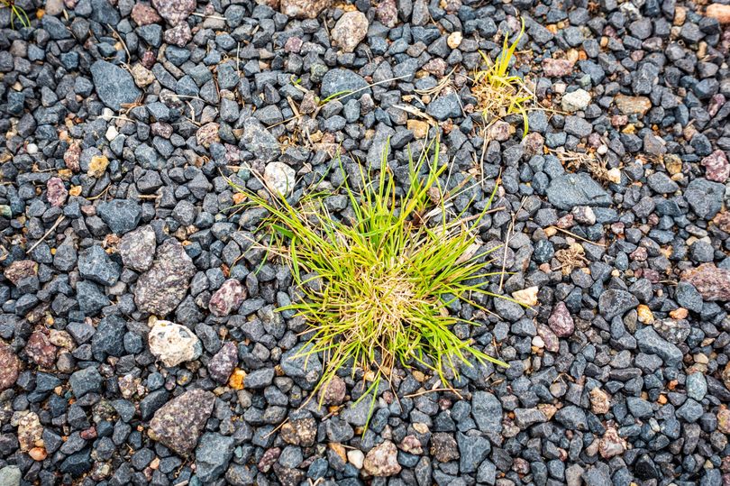 I asked garden experts how to get rid of weeds in gravel — one simple ...