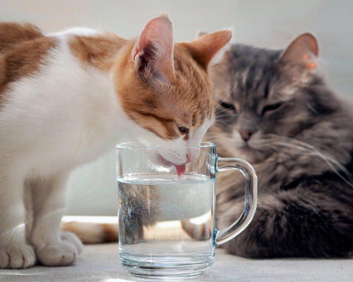 猫の健康寿命は「水」で決まる！疾患予防のための飲水管理の工夫【獣医師執筆】
