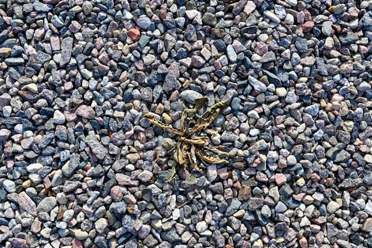 I asked garden experts how to get rid of weeds in gravel — one simple ...