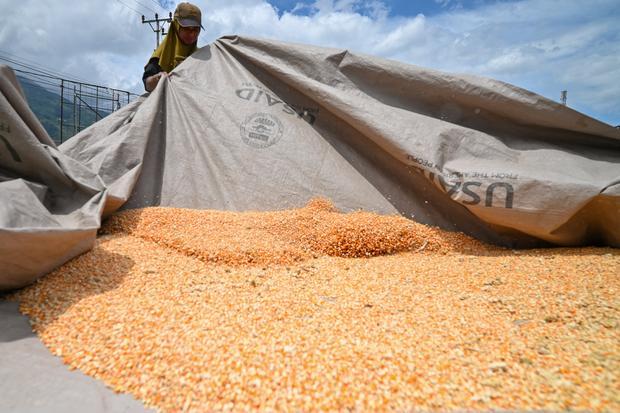 Harga jagung naik, Bulog lepas 240 ribu ton stok SPHP ke sentra peternakan