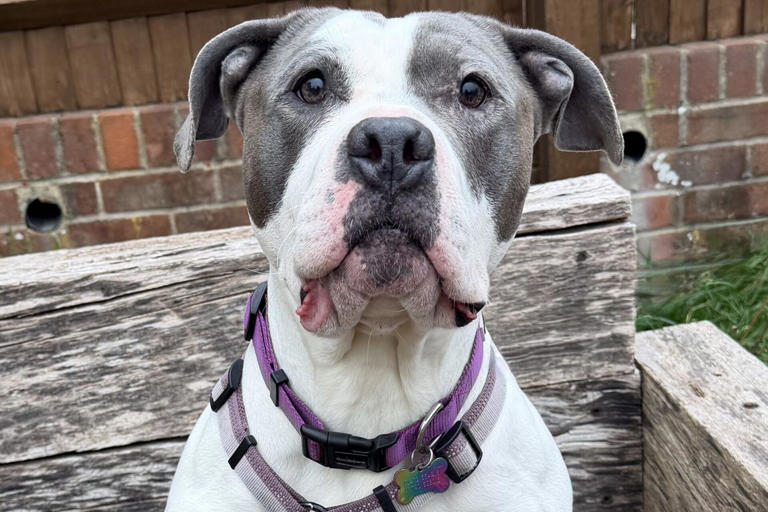 16 adorable dogs at the RSPCA seeking loving homes in Sussex