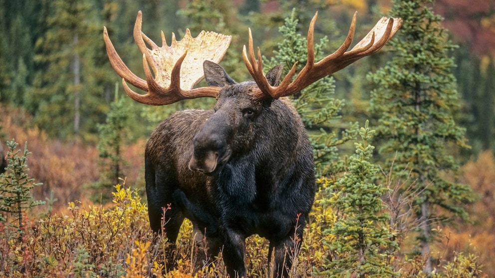 Elks return to Germany – here’s where they live