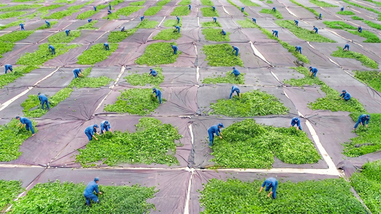 Inside giant factory producing tea by hand