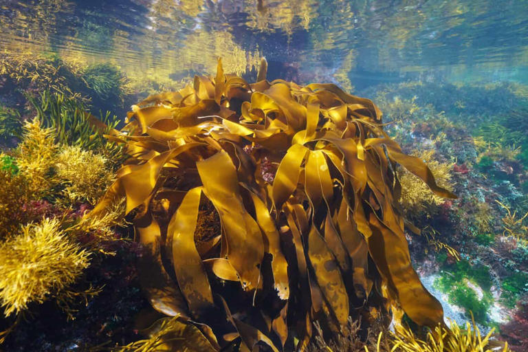 Australia is building a “living library” for ocean species