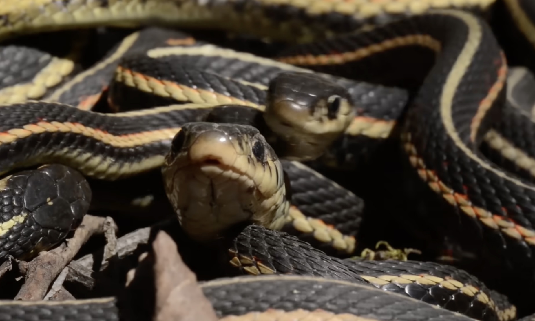Montana farmhouse snake infestation: Mother's terror as reptiles 'drop ...