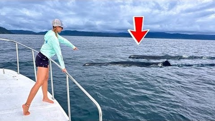The ocean was full of predators Colombia fishing trip turns unreal