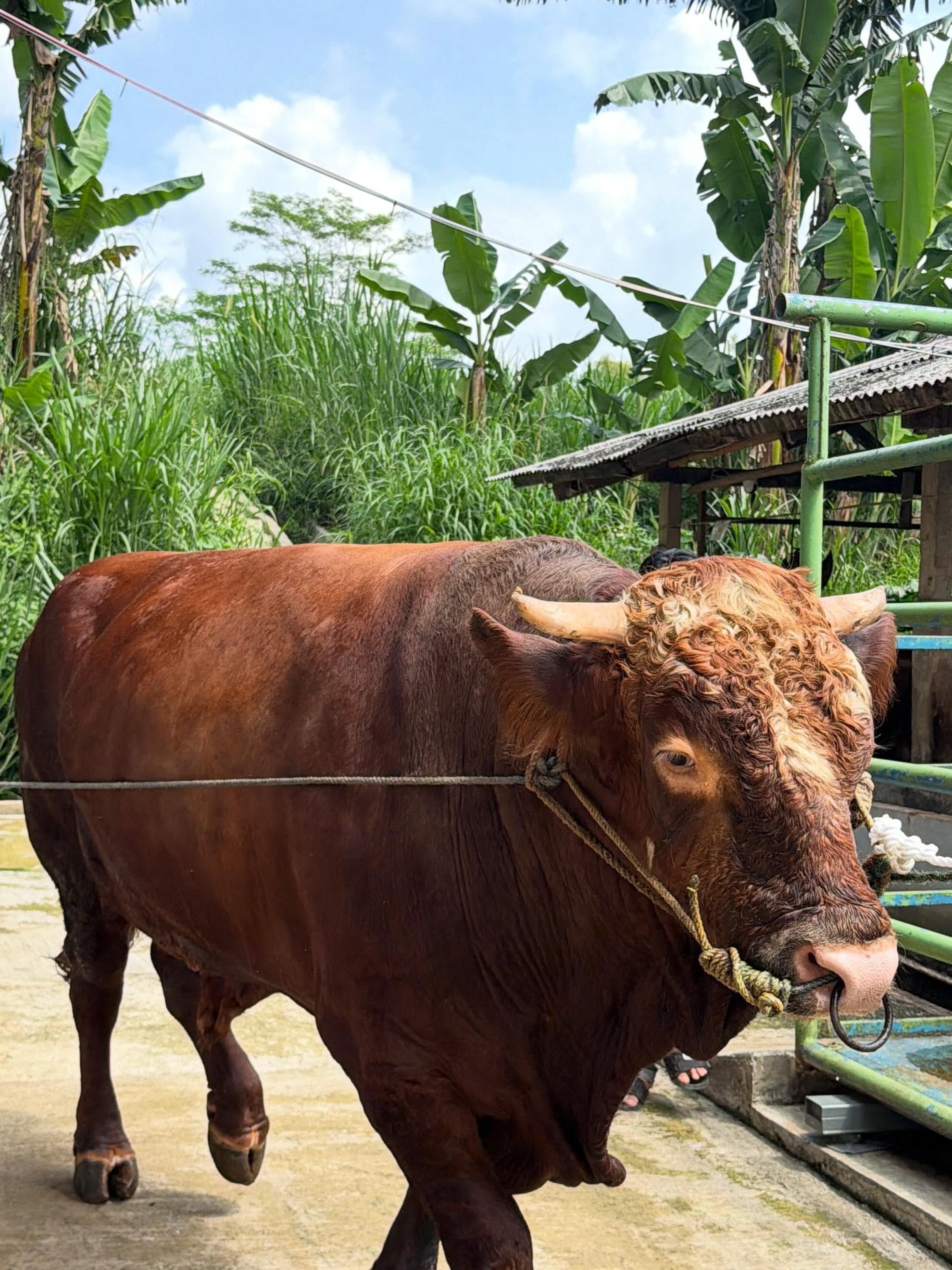 Bobotnya capai 1 ton, intip sapi kurban Ria Ricis untuk Idul Adha 2026 ...