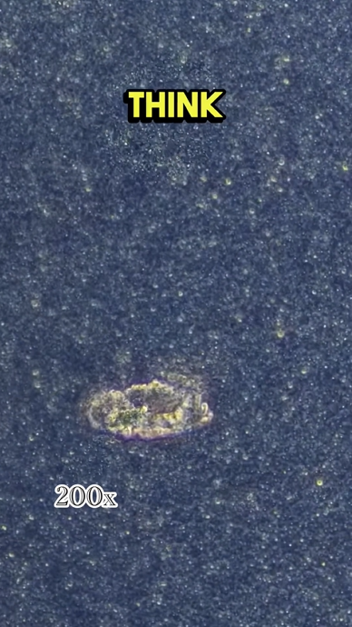 Spoiled milk under the microscope: What you can’t see in your fridge