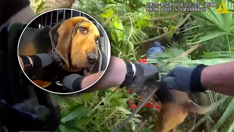 Video: K-9 tracks down missing 96-year-old man in wooded area near Lutz