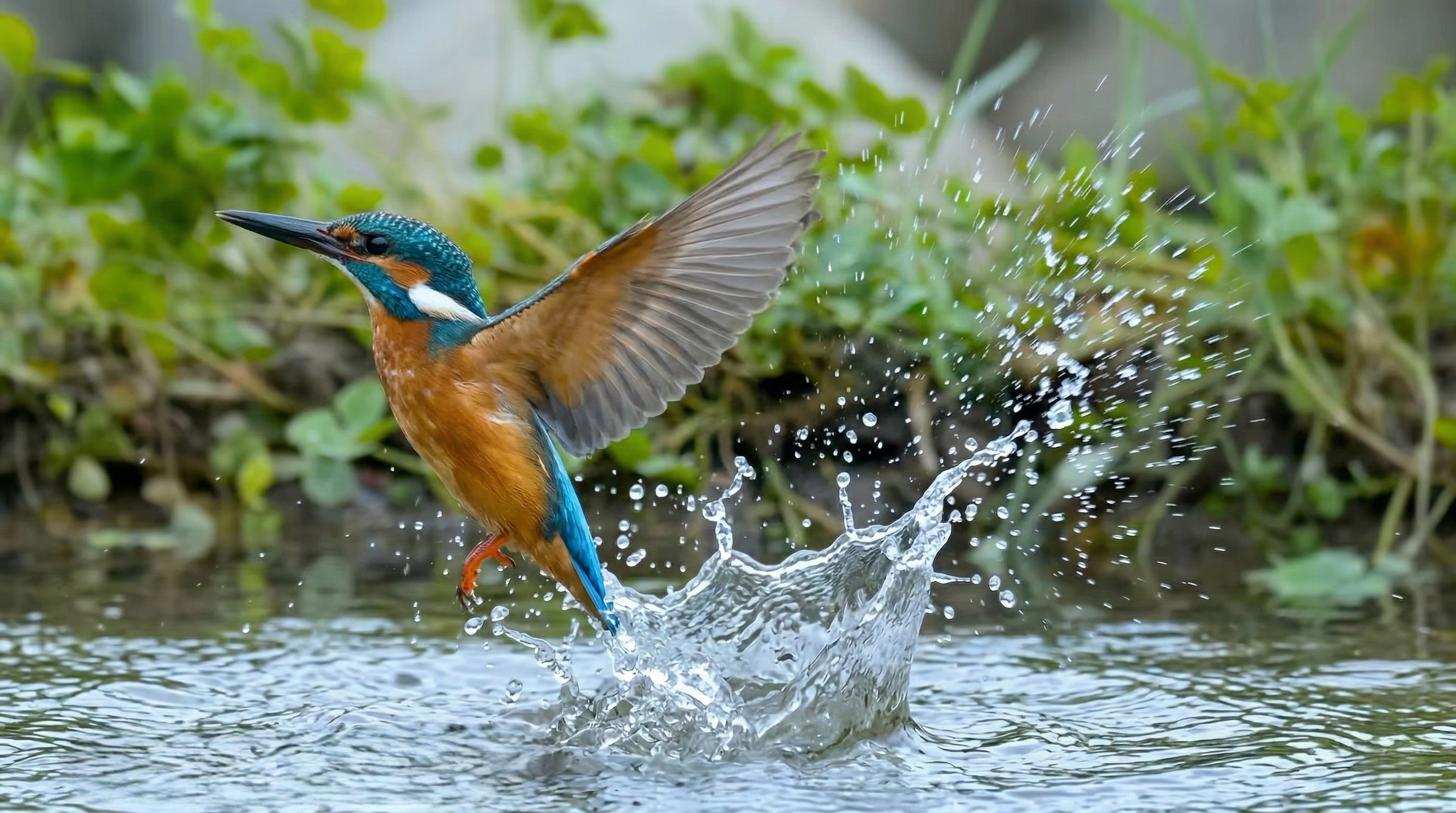 Watch what happens when a bird becomes a precision underwater hunter