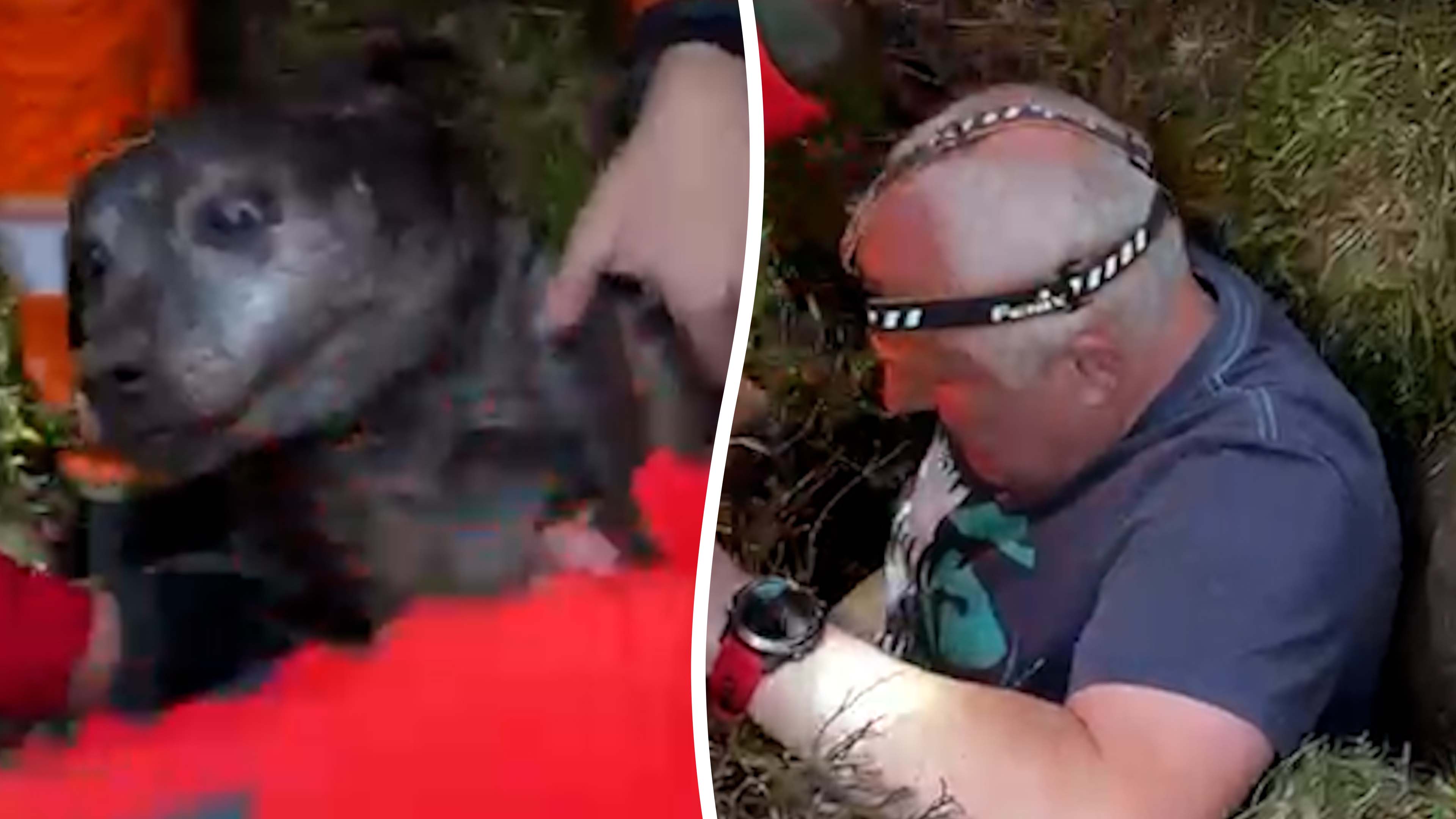 Dog rescued after falling 21 feet into underground crevice in United ...