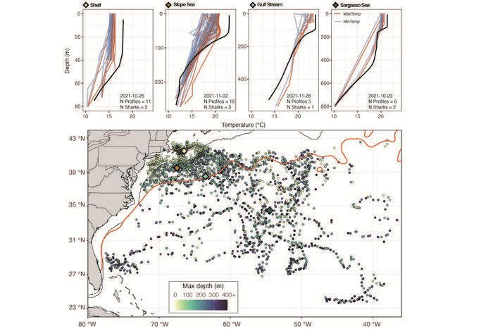 Scientist put sensors on sharks to help improve climate forecasts