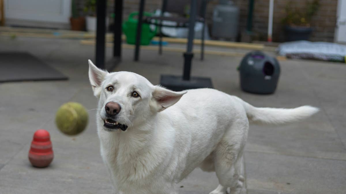 This rescue dog once hid from everyone under cars—now watch her at the ...