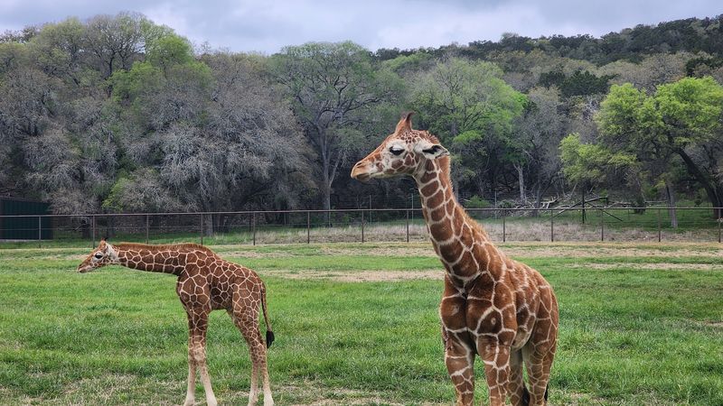 A Texas safari park where you can drive through and see exotic animals ...