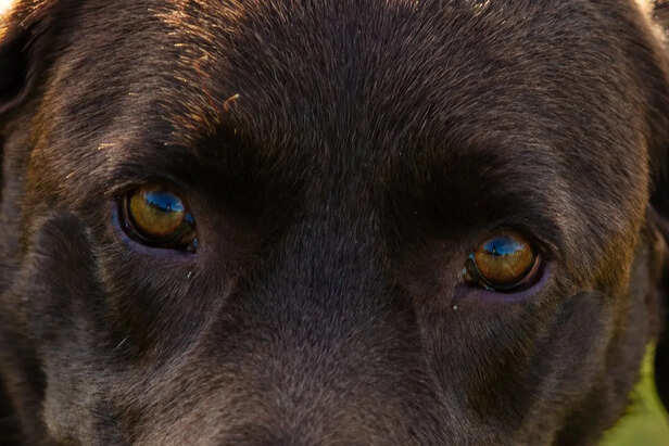 7 warning signs a dog is about to attack, experts explain