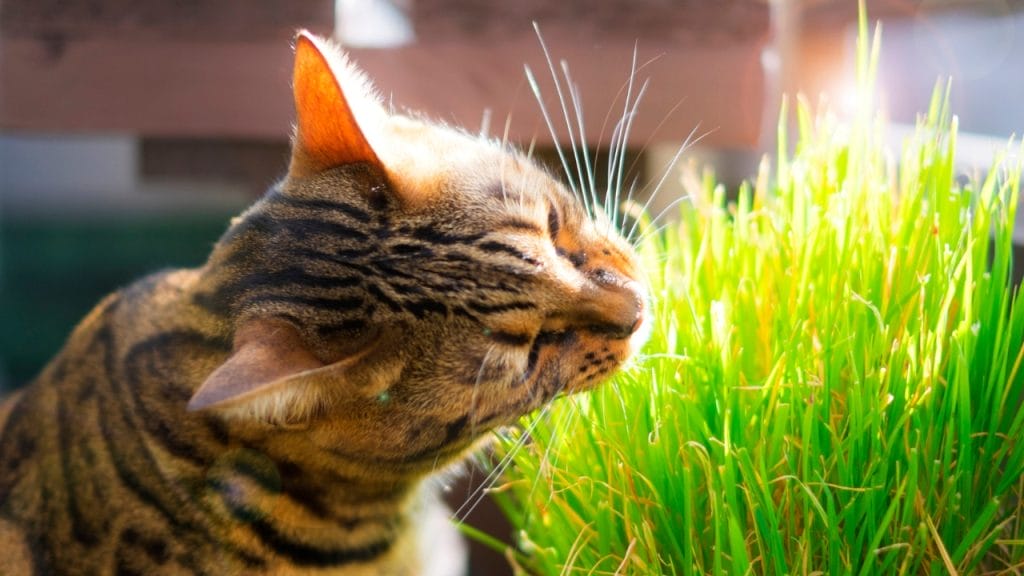 Estas plantas tan comunes en jardines y terrazas pueden acabar con tu ...