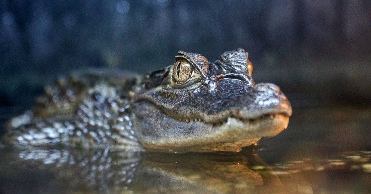 Crocodile eyes have a third lid that slides sideways
