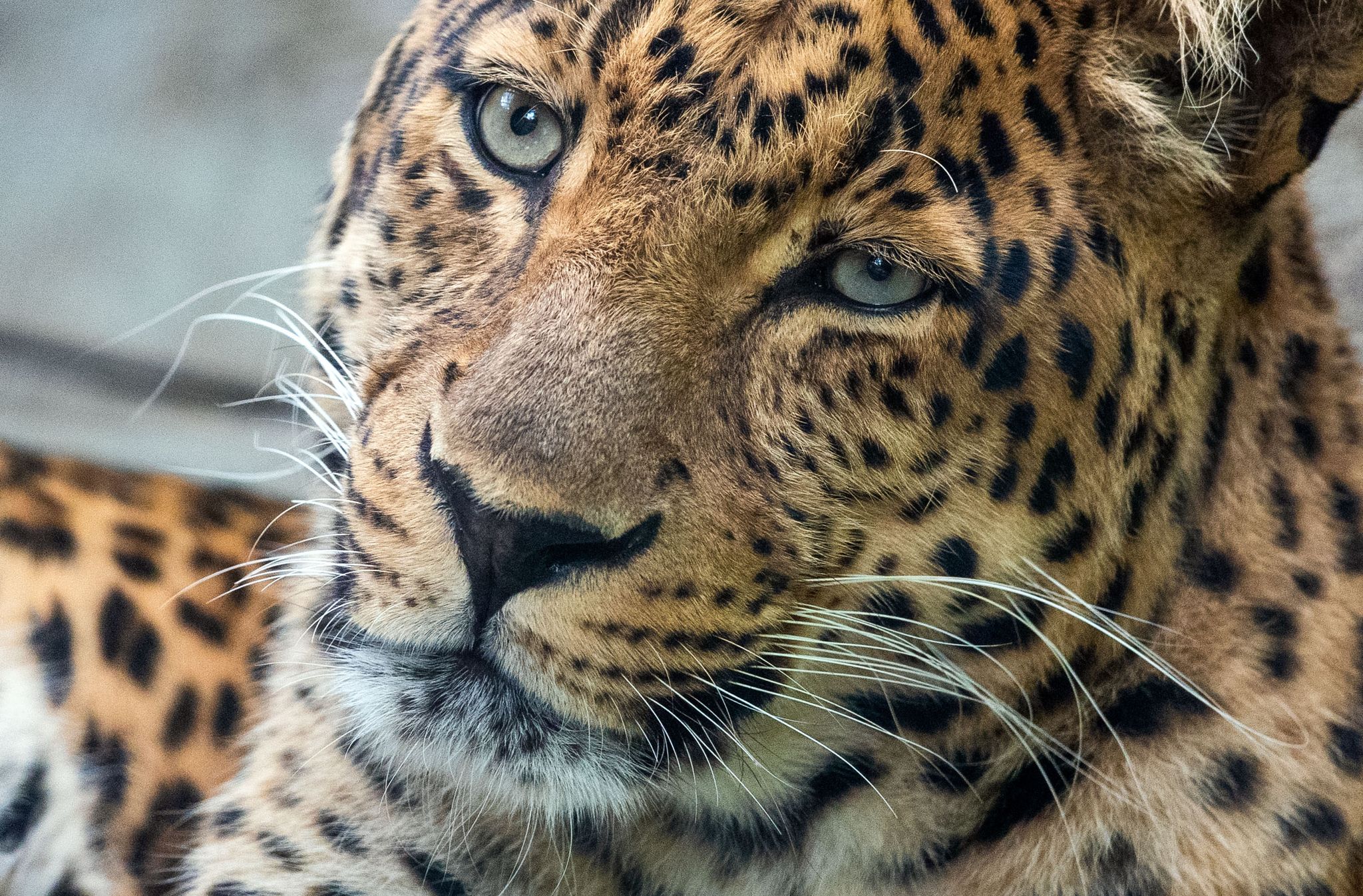 Zoo Hoyerswerda trauert um Leopard San