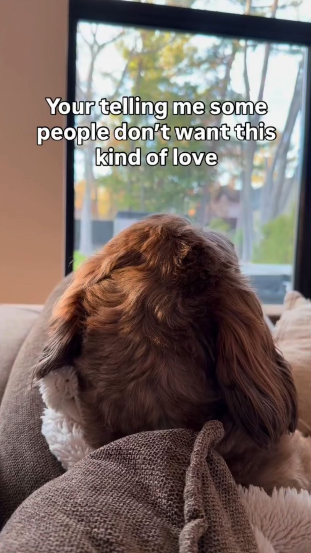 The everyday moments that make dogs impossible not to love